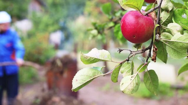 A man in blue overalls burns dry grass at the dacha in a barrel in autumn. Apple tree branch and red apple. End of the summer season. Copy space for texr