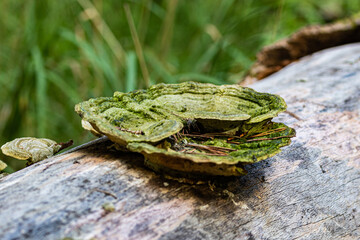 green moss on tree