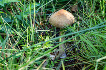 mushrooms in the grass