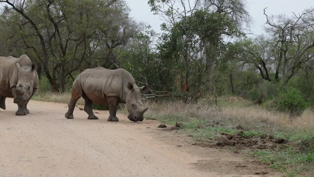 White rhinos walking on the road