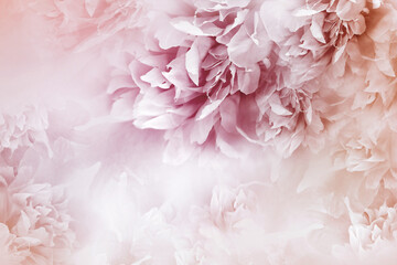 Peonies  flowers.  Floral  background.   Flowers and petals.  Nature.