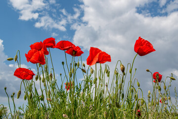 poppy field with blue sky, spring field with flowers, spring feeling, flowery meadow