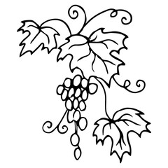 Set of grapes monochrome sketch. Hand drawn grape bunches. Decorative doodles in vector illustration. For icon, sticker, logo, wine. 