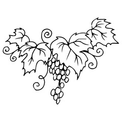 Set of grapes monochrome sketch. Hand drawn grape bunches. Decorative doodles in vector illustration. For icon, sticker, logo, wine. 