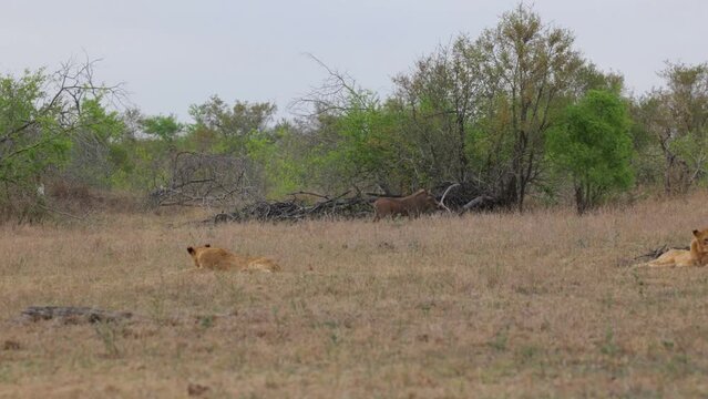 Warthog running past two lions