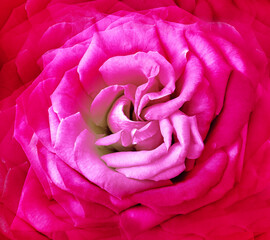 Red  rose flower.  Floral  background.   Closeup.  Nature.
