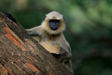 Gray langur - Hanuman Langur - Nagarahole Tiger Reserve