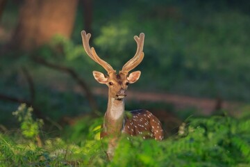 Indian spotted deer in western ghats