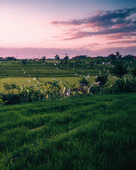 Rice terrace at sunset