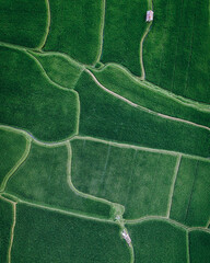 Rice terrace from above