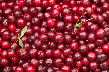 Ripe cherry. Cherry background. Fruit background. Natural appearance without processing