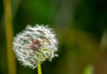 Dandelion close-up on a spring meadow. Dandelion seeds in the sunlight blowing away across a fresh green morning background