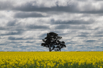 Lone tree in a canola field on a stormy day.