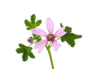 Cornish mallow or Cretan hollyhock isolated on white background, Malva multiflora