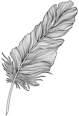 Png feather. Hand drawn. Vintage art illustration.
