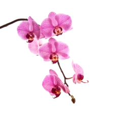 Fototapeten Pink Phalaenopsis orchid flower stem isolated on transparent background © Delphotostock