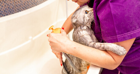 Bathing animals, grooming, combing, drying and styling cats, combing wool. A beautiful British cat is bathed in a bath. Animal grooming. Pet care.