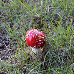 Amanita muscaria | Amanite tue-mouches ou Fausse oronge, jeune champignon émergeant au chapeau...