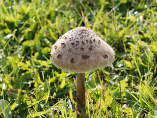 (Macrolepiota procera) Jeune champignon Lépiote élévée ou cocherelle dans une prairie, chapeau...
