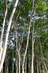 forest of Albizia chinensis trees