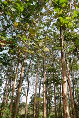 Teak Tree (Tectona grandis) forest