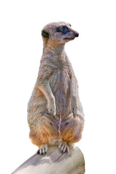 Photo of a standing cute suricate ou meerkat on the watch, animal isolated on transparent background, png file