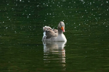 A greylag goose floating on a lake. 