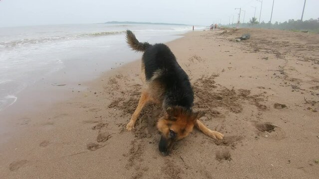 German Shepherd Dog Scratching The Beach Sand. 4K Videos. Animal Stock Clips.