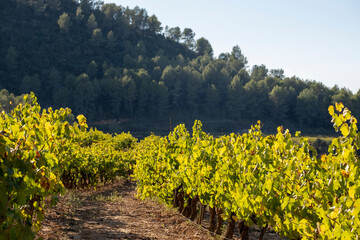 Fototapeta na wymiar Vineyards in Subirats in Penedes wine region in Catalonia Spain