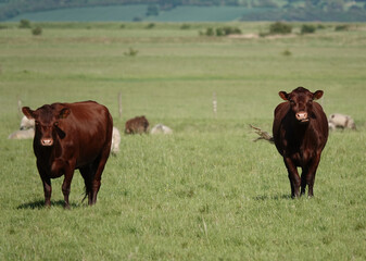 Two red angus cows standing in a field. 