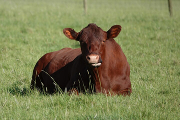 A red angus cow lying down in a field in Essex, UK. 