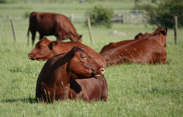 A small herd of red angus cows in a farmer's field in Essex, UK. 