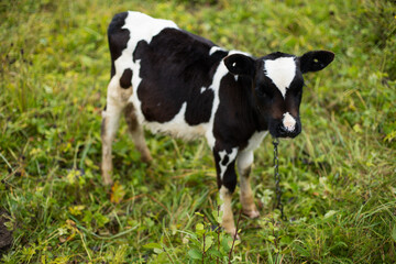 cow calf stands in a field and eats grass in the village in autumn.