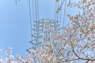 埼玉県吉川市桜並木