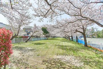 埼玉県吉川市桜並木