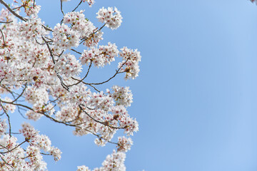 埼玉県吉川市桜並木