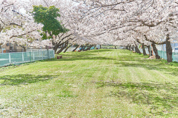 埼玉県吉川市桜並木