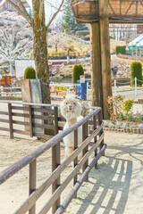 栃木県那須のりんどう湖ファミリー牧場