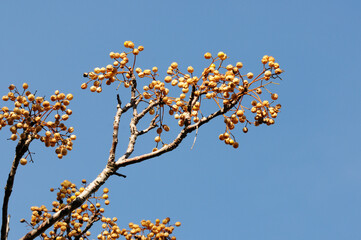A branch of Melia azedarach, commonly known as the Indian lilac.