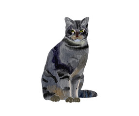 black cat isolated on white background