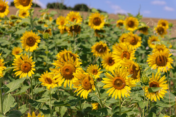 Field of bright yellow sunflowers. Their seeds are ground to make sunflower seed oil.