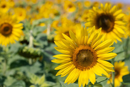 Detailed photo of a young yellow sunflower against a summer field (Selective focus)