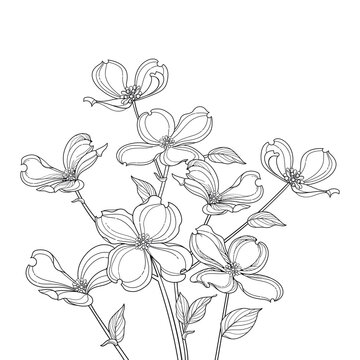 dogwood flowers black and white line art clip art preview