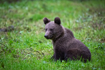 Fototapeta premium Brown bear cub