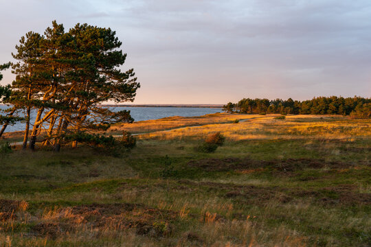 Ringk&oslash;bing Fjord near skaven strand at sunrise with trees, grass and heather flowers at the beach