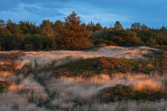 Ringk&oslash;bing Fjord near skaven strand at sunrise with trees, grass and heather flowers at the beach