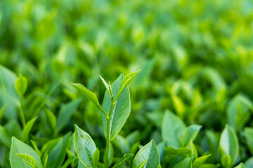 Close up of tea stem wait to pick at Long coc, Phu tho, Vietnam