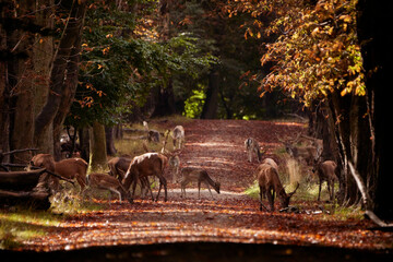 road in forest with deer family