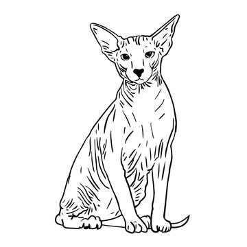 recommend clip art:  black and white peter bald cat line cartoon