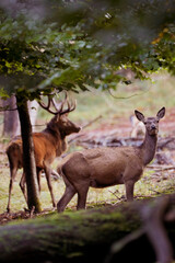 male and female deer in forest